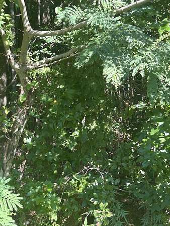 0.67 Acres of Land for Sale in Kirbyville, Texas