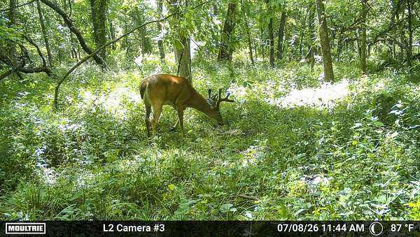 74.6 Acres of Recreational & Residential Land for Sale in Green Castle, Missouri