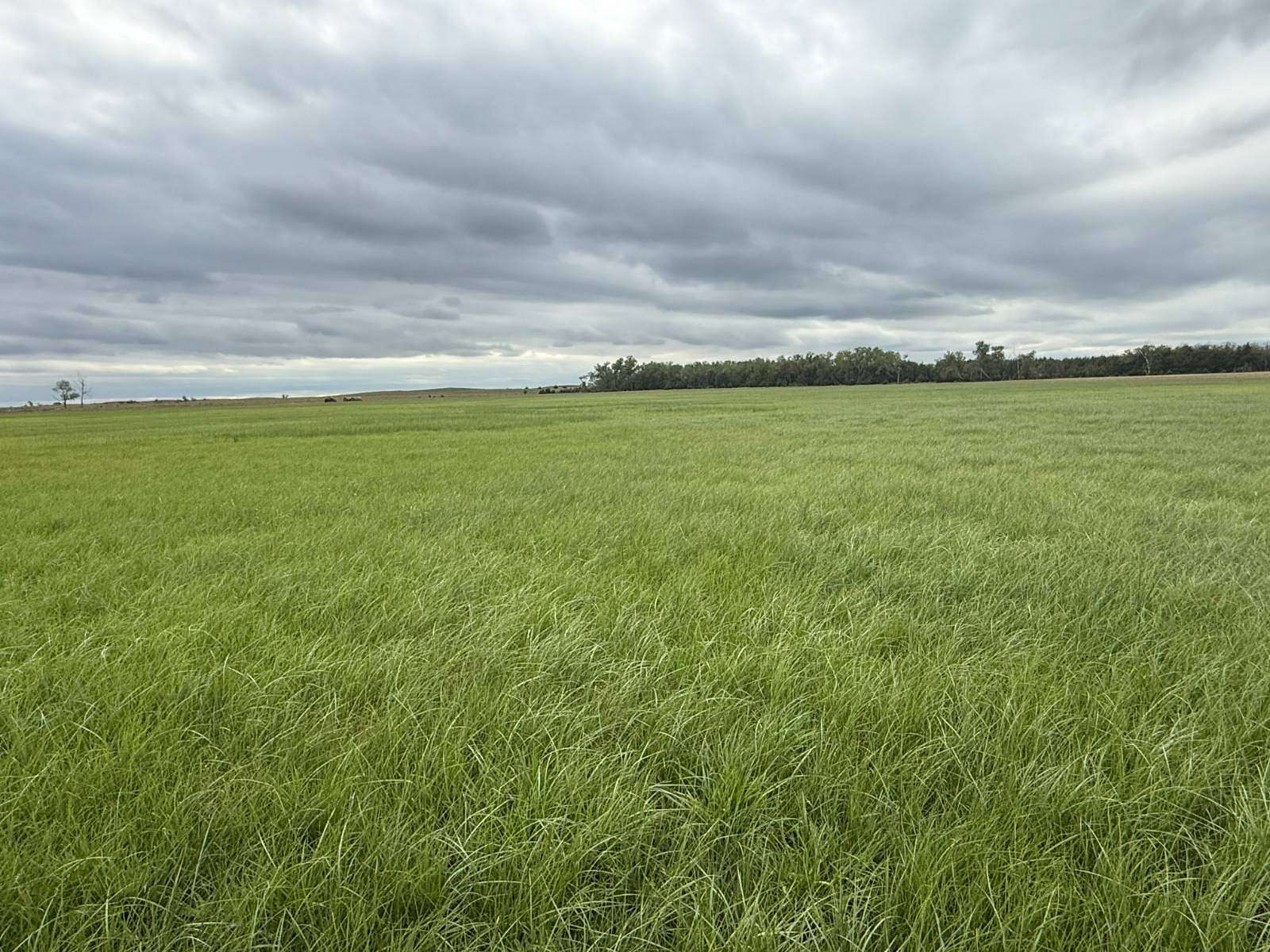 80 Acres of Agricultural Land for Sale in Inman, Nebraska