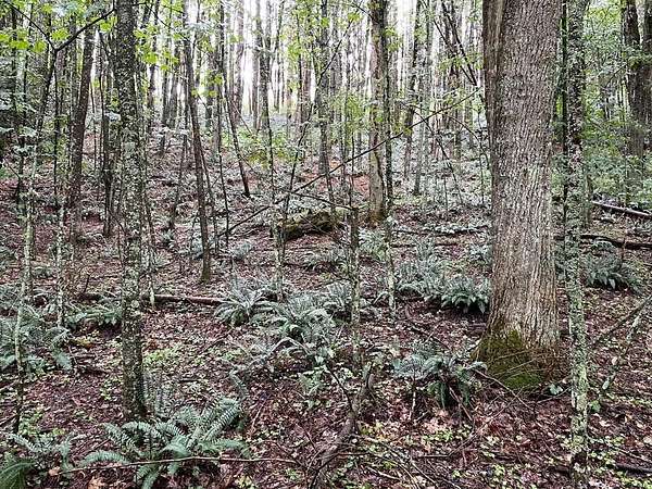 7 Acres of Residential Land for Sale in Hillsville, Virginia