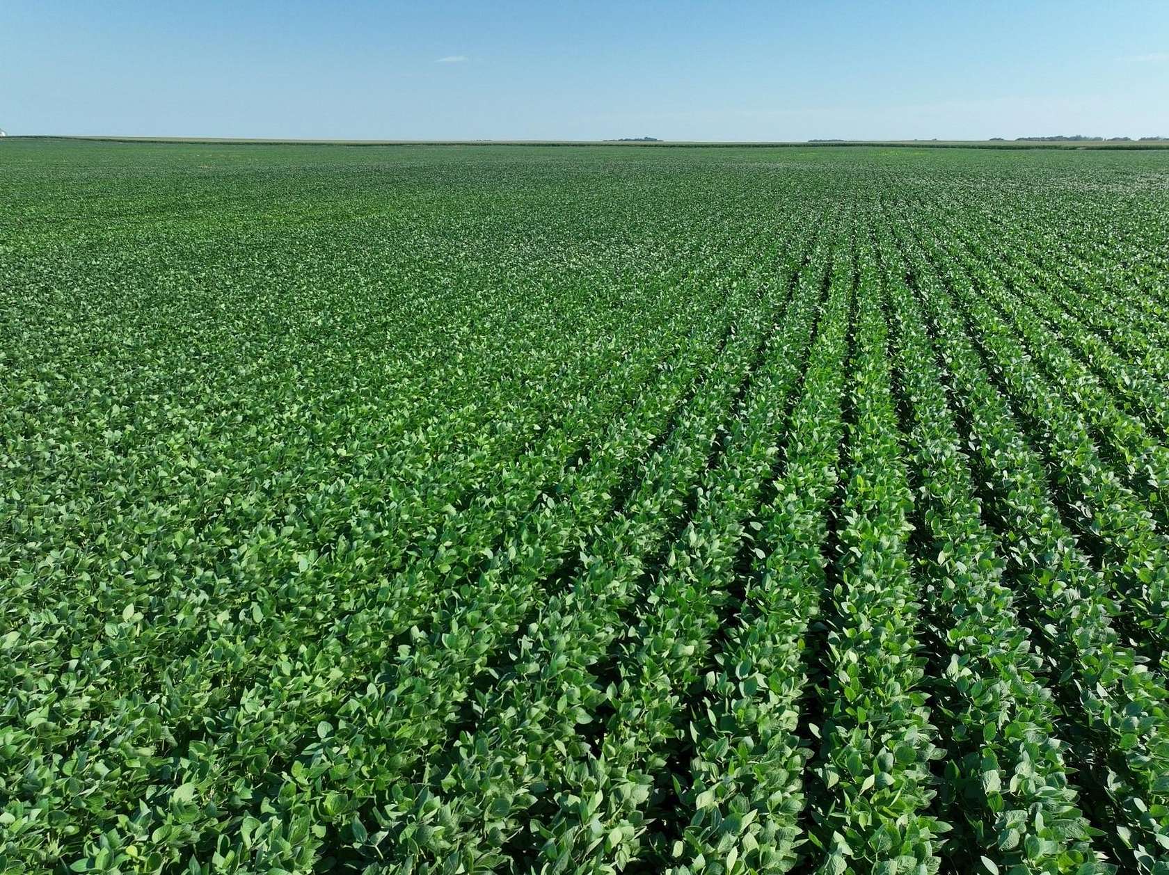 428 Acres of Agricultural Land for Auction in Benson, Minnesota