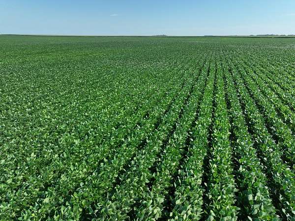 428 Acres of Agricultural Land for Auction in Benson, Minnesota