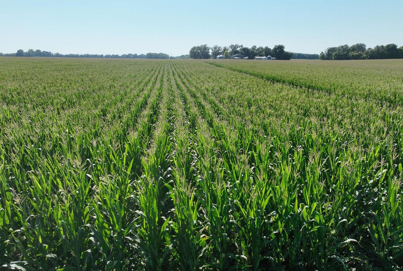 673 Acres of Agricultural Land for Auction in Benson, Minnesota