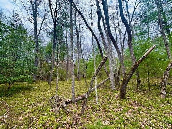 17 Acres of Recreational & Residential Land for Sale in Sunbright, Tennessee