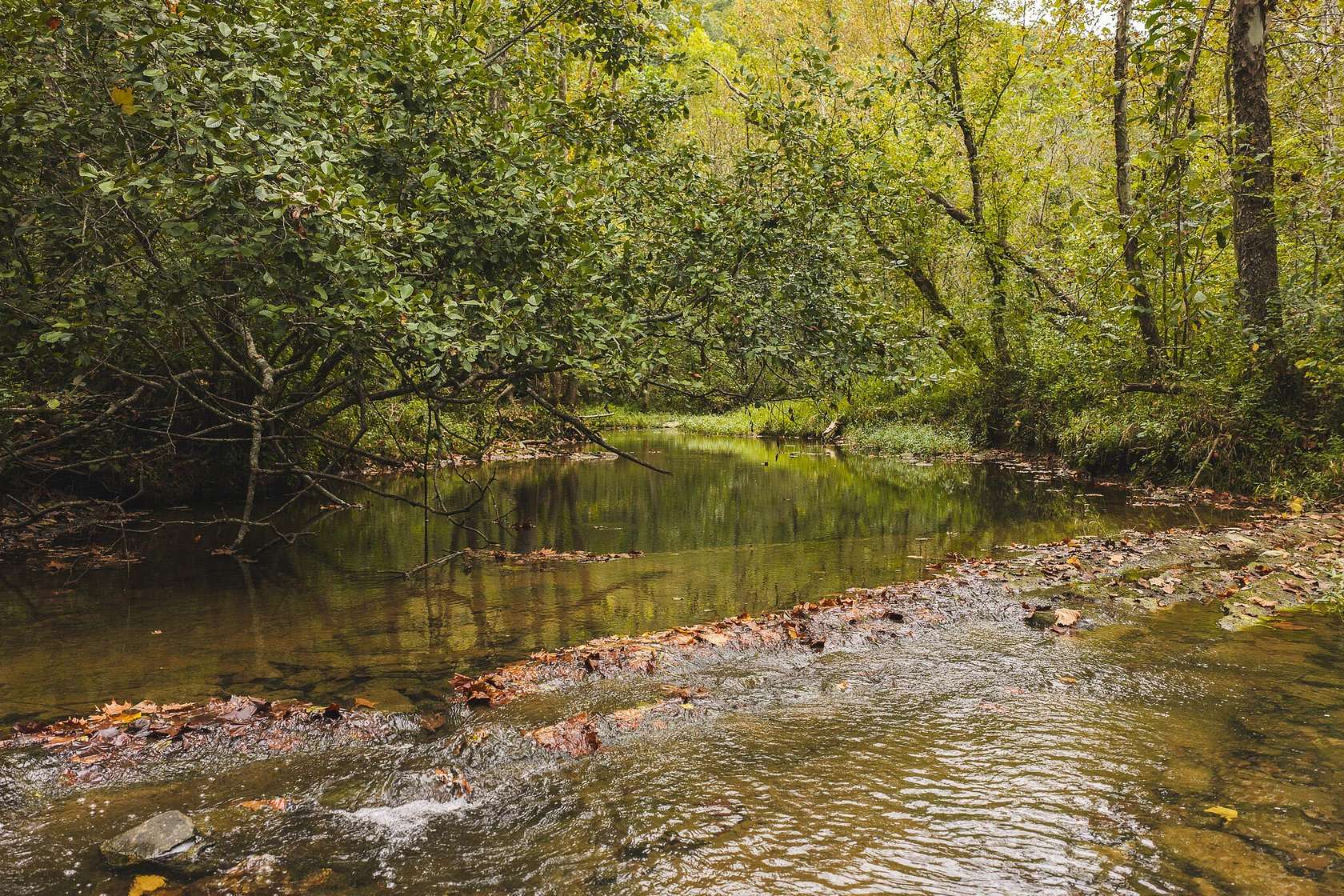 125 Acres of Land for Auction in Rogersville, Tennessee