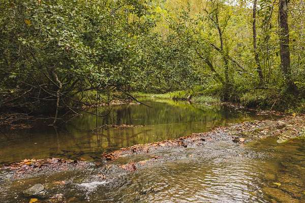 125 Acres of Land for Auction in Rogersville, Tennessee