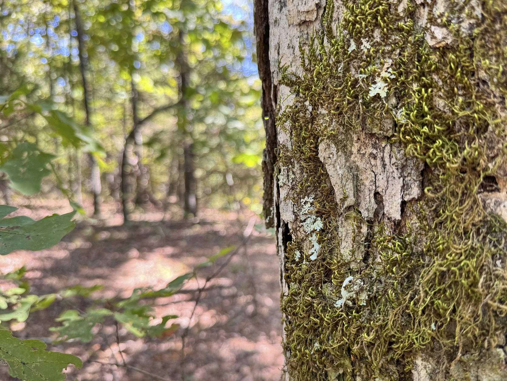 457 Acres of Recreational Land for Sale in Shirley, Arkansas