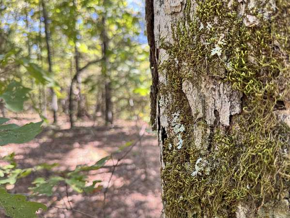 457 Acres of Recreational Land for Sale in Shirley, Arkansas