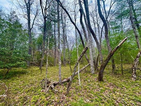 17 Acres of Recreational & Residential Land for Sale in Sunbright, Tennessee