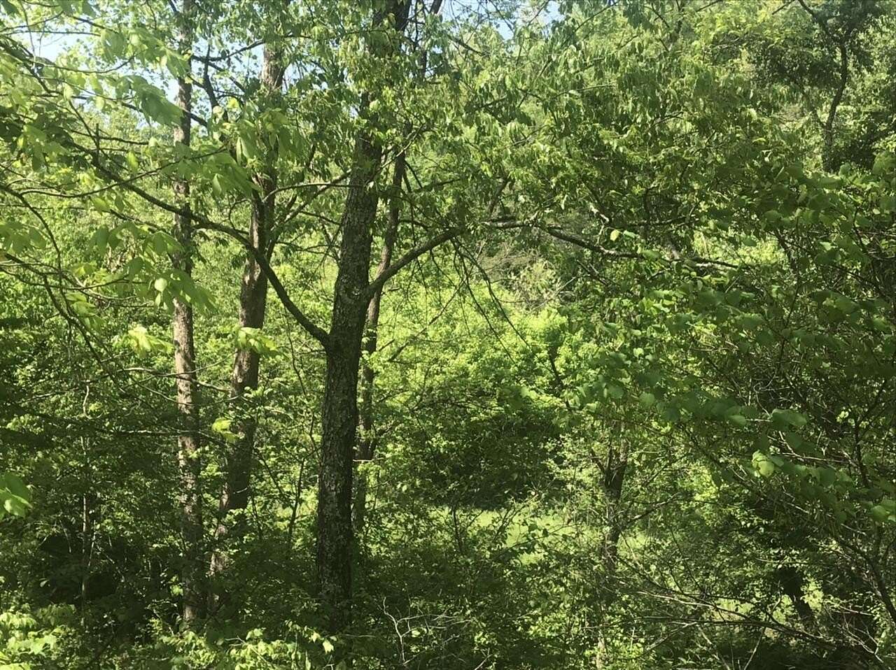 25 Acres of Land for Sale in Olive Hill, Kentucky