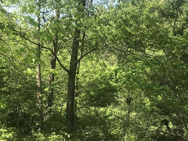 25 Acres of Land for Sale in Olive Hill, Kentucky