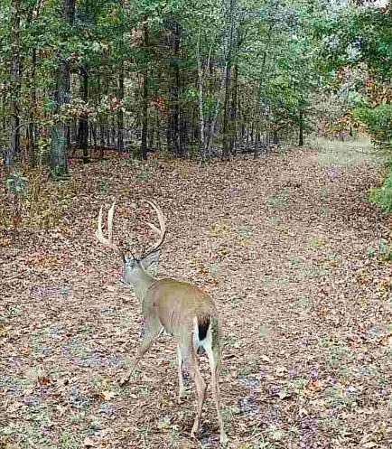 114 Acres of Recreational Land for Sale in Noel, Missouri