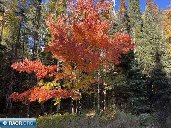 20 Acres of Recreational Land for Sale in Tower, Minnesota