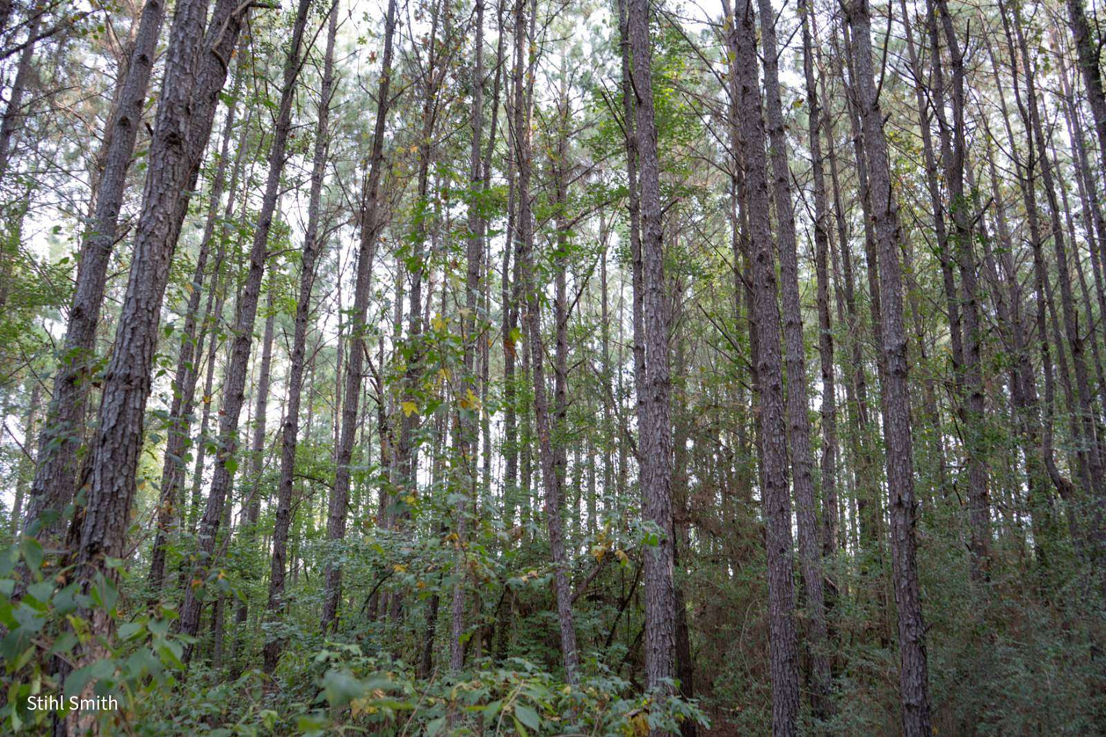12 Acres of Land for Sale in Dodson, Louisiana