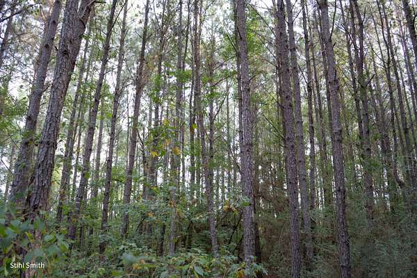 12 Acres of Land for Sale in Dodson, Louisiana