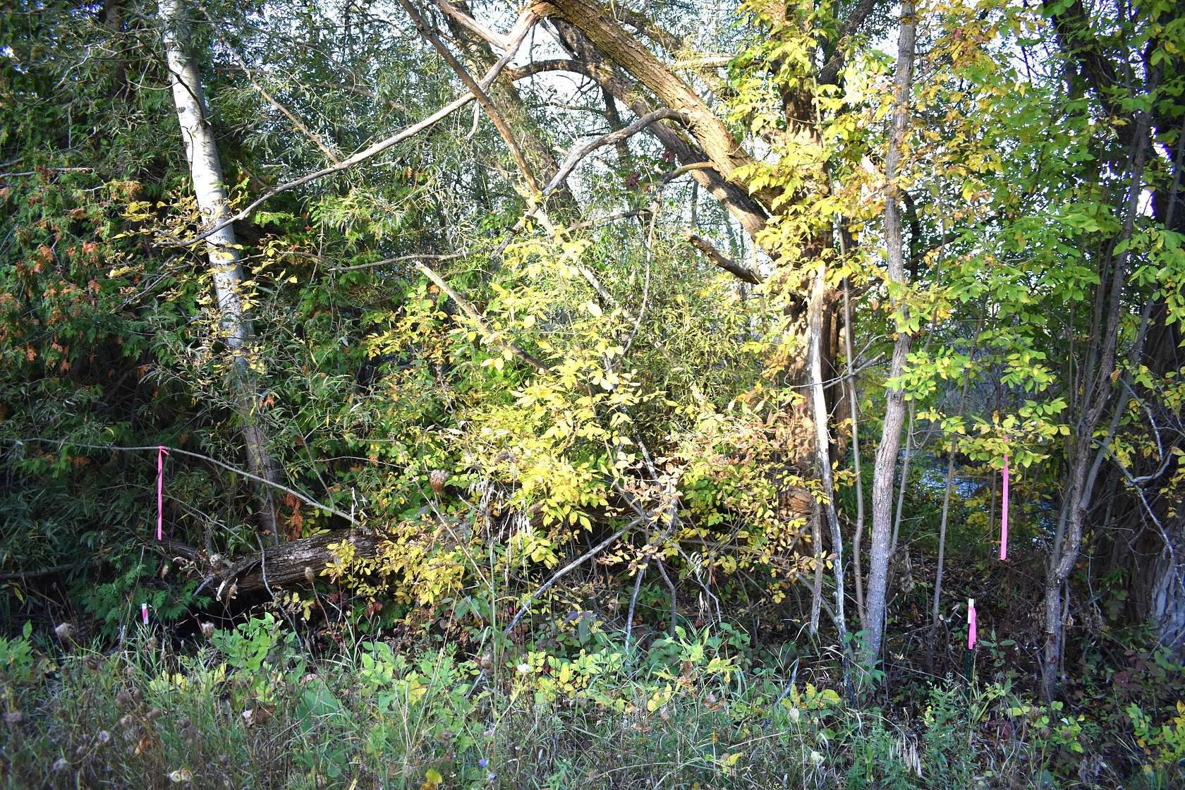 20.9 Acres of Recreational Land for Sale in Cheboygan, Michigan