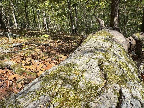 109 Acres of Recreational Land for Sale in Shirley, Arkansas