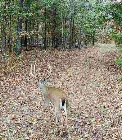114 Acres of Recreational Land for Sale in Noel, Missouri