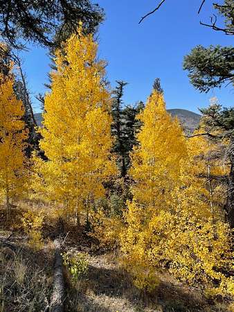 37 Acres of Land for Sale in Weston, Colorado