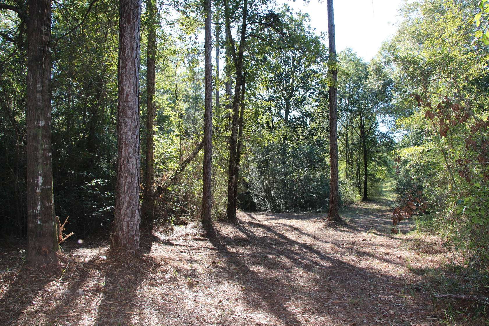 25.5 Acres of Land for Sale in Laurel Hill, Florida