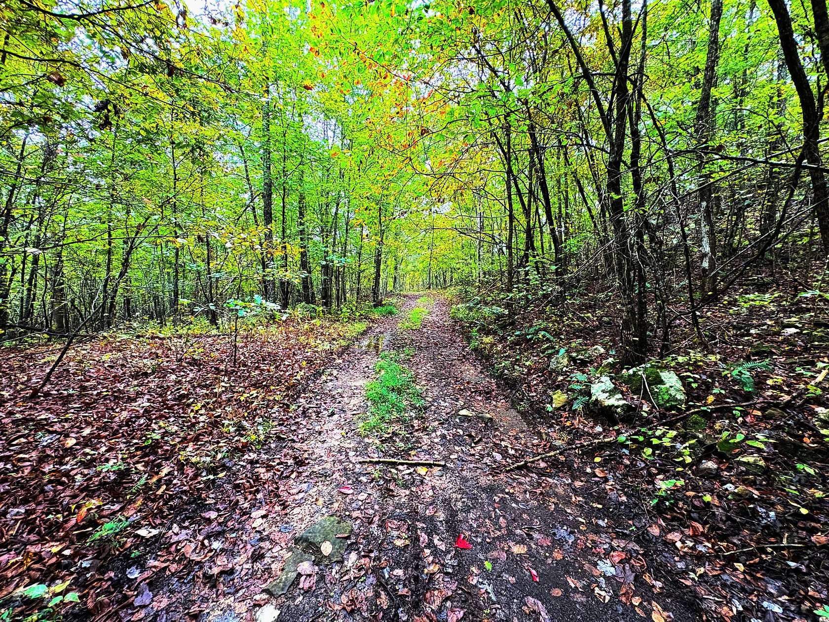 100 Acres of Recreational Land for Sale in Witter, Arkansas