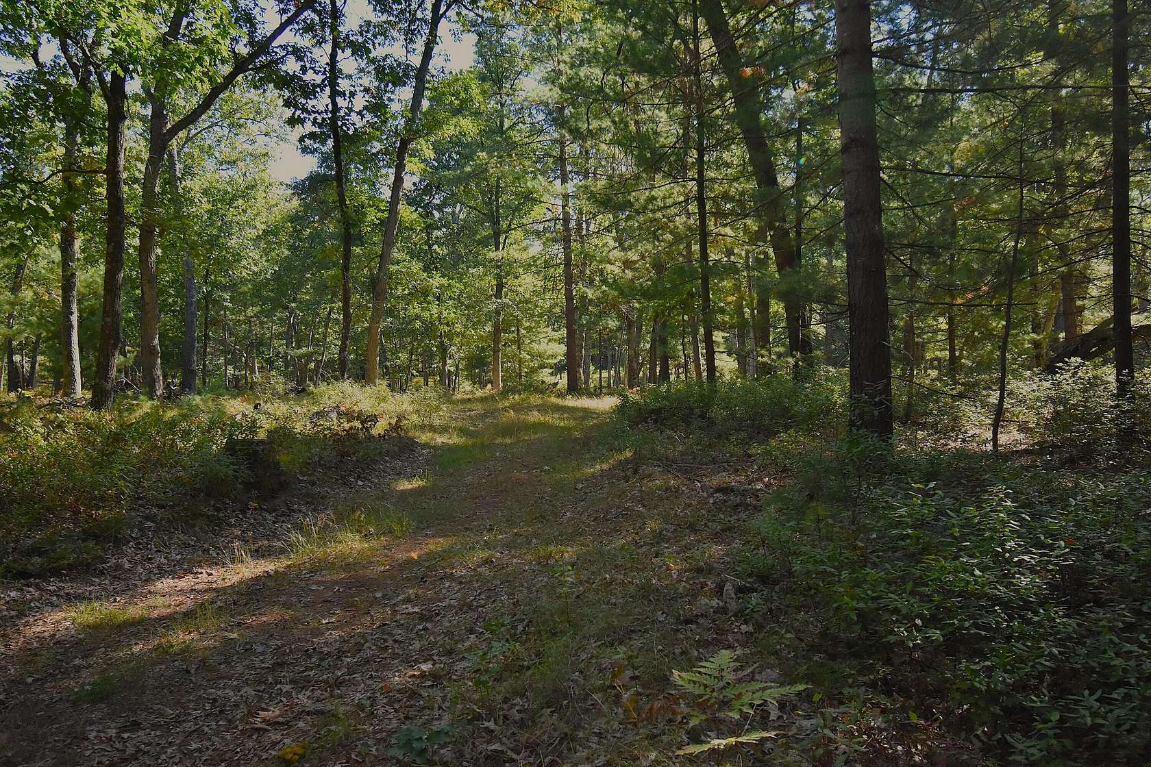 40 Acres of Recreational & Residential Land for Sale in Baldwin, Michigan