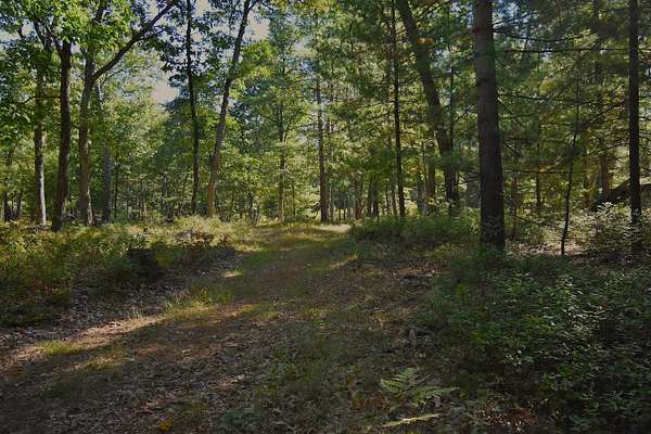40 Acres of Recreational & Residential Land for Sale in Baldwin, Michigan