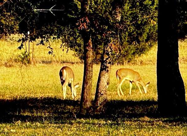 41.2 Acres of Improved Land for Sale in Canton, Texas