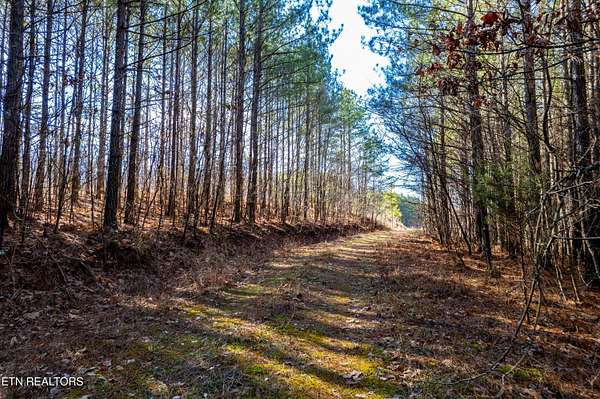 78.1 Acres of Land for Sale in Rockwood, Tennessee
