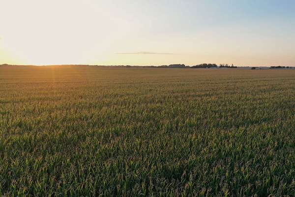 180 Acres of Land for Auction in Rock Falls, Iowa