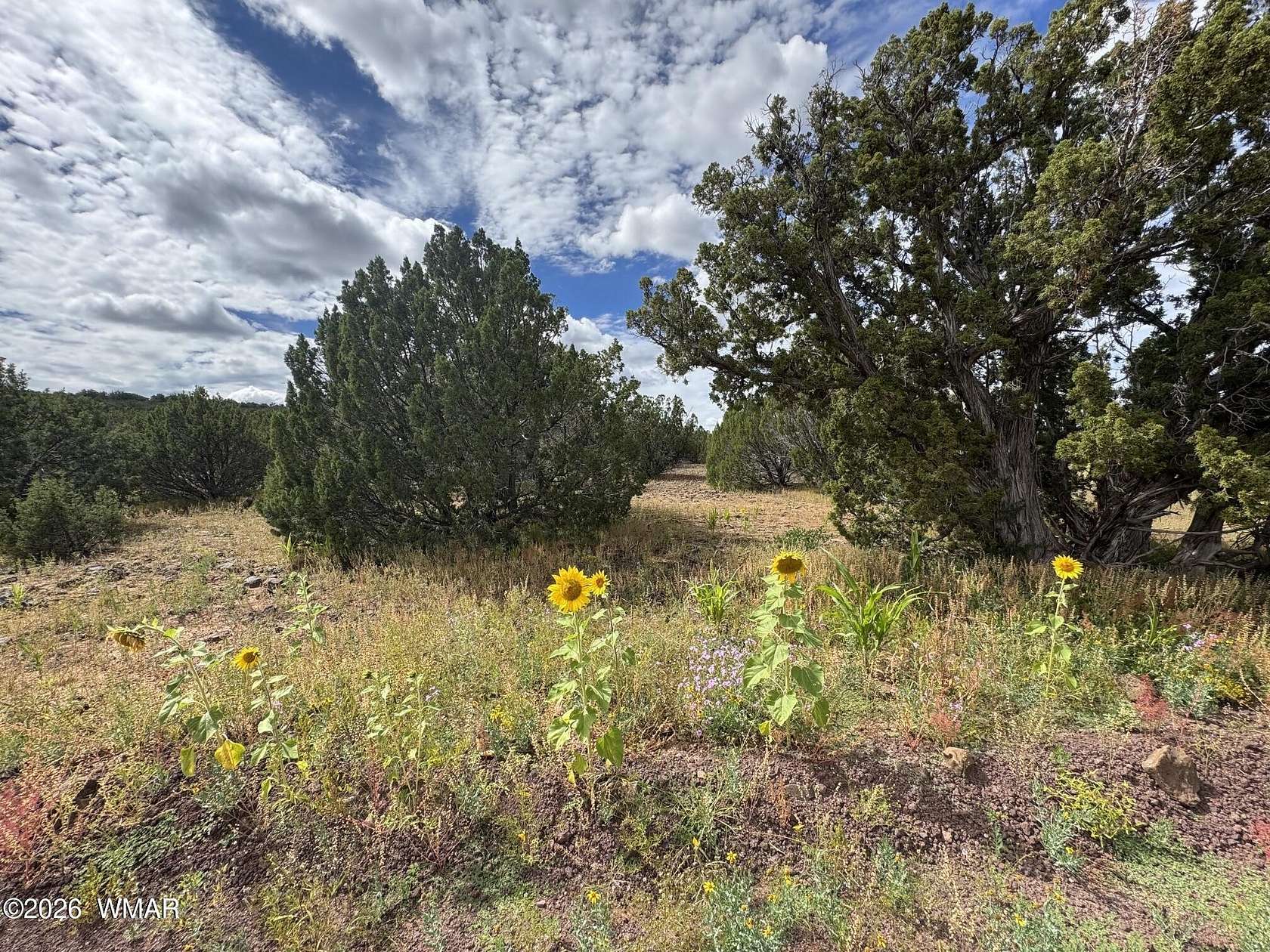 2.32 Acres of Residential Land for Sale in Concho, Arizona