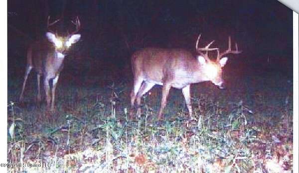 98.3 Acres of Recreational Land for Sale in Walnut, Mississippi