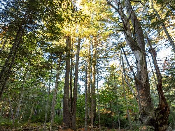 2.14 Acres of Land for Sale in Bar Harbor, Maine