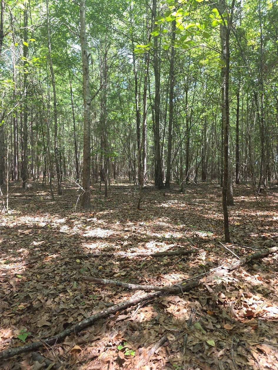 15 Acres of Land for Sale in Sardis, Georgia