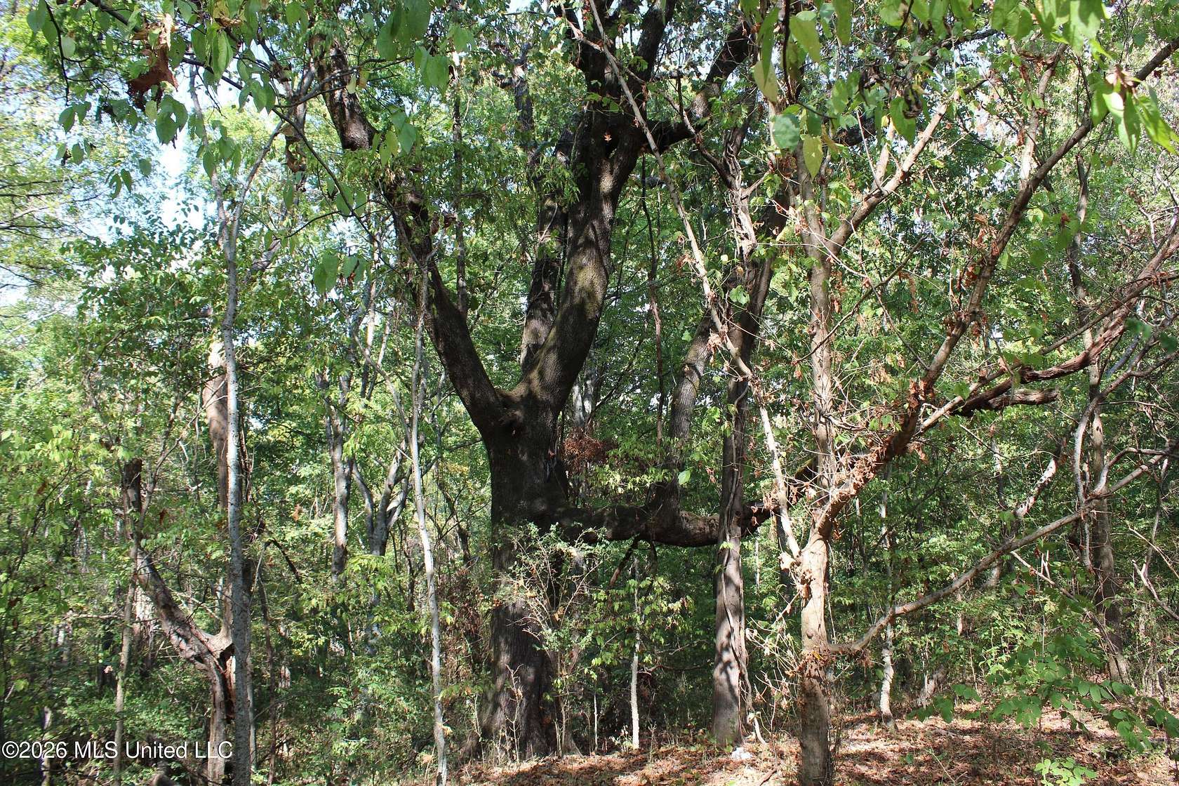 11 Acres of Land for Sale in Nesbit, Mississippi