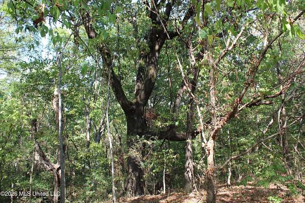 11 Acres of Land for Sale in Nesbit, Mississippi