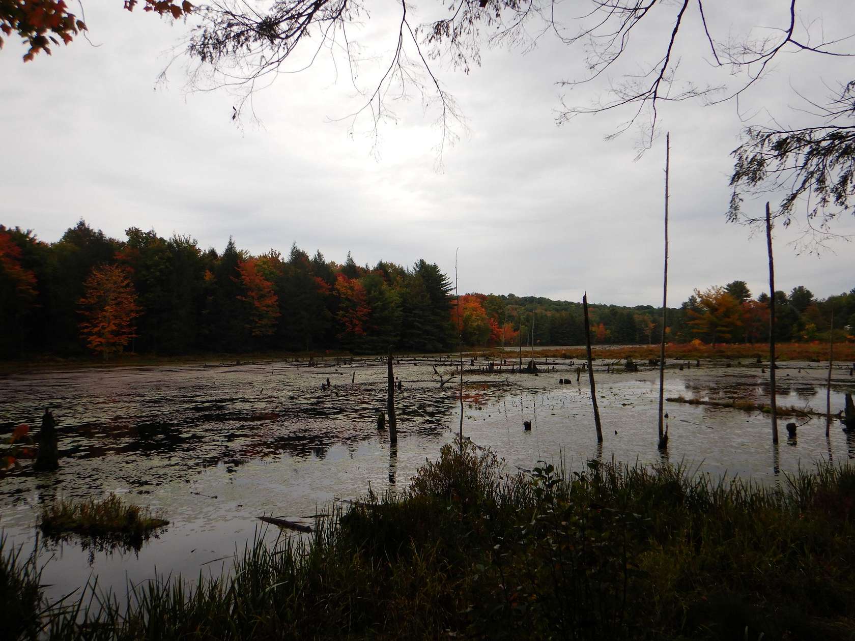 555 Acres of Recreational & Residential Land for Sale in Windsor, New York