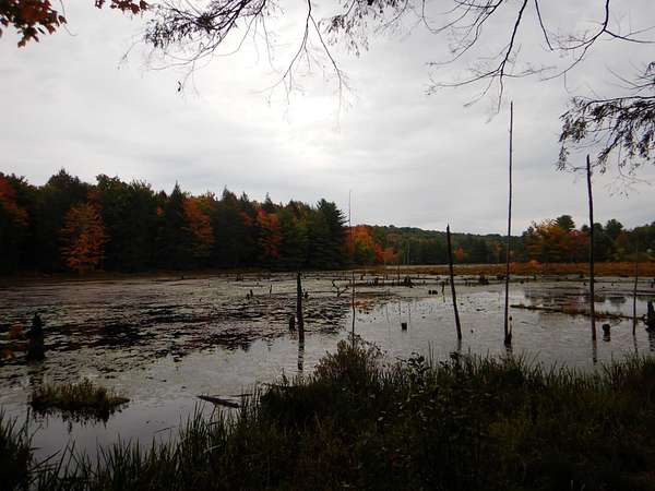 555 Acres of Recreational & Residential Land for Sale in Windsor, New York