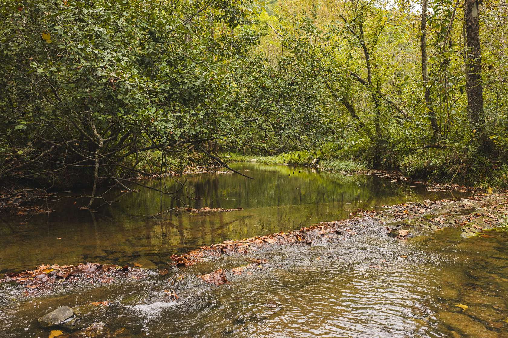 126 Acres of Land for Auction in Rogersville, Tennessee