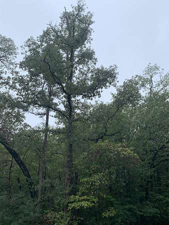 0.18 Acres of Residential Land for Sale in Holly Lake Ranch, Texas