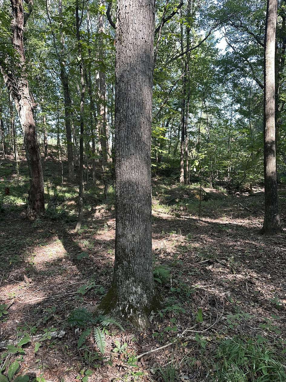 11.4 Acres of Land for Sale in Puryear, Tennessee