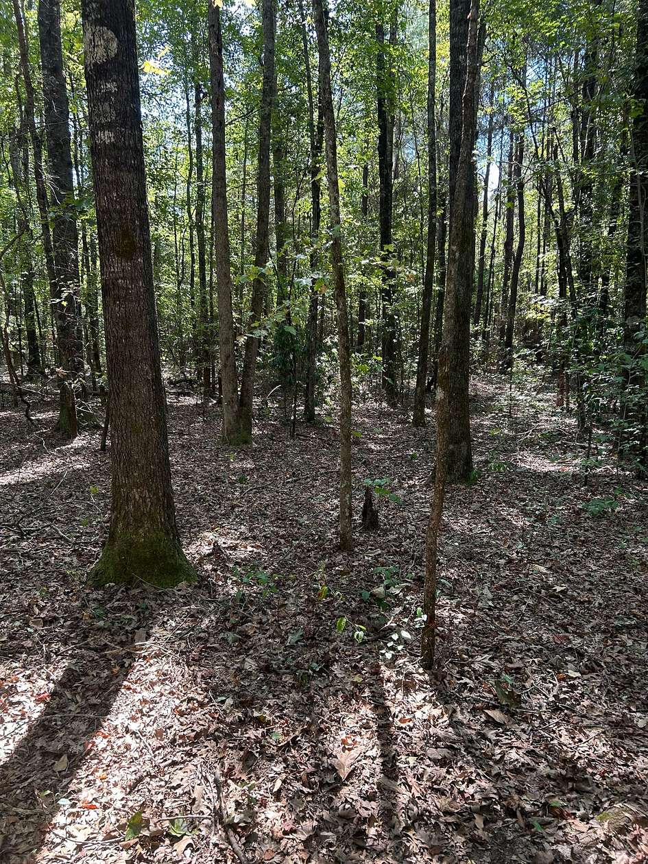 100 Acres of Recreational Land for Sale in Crews, Alabama