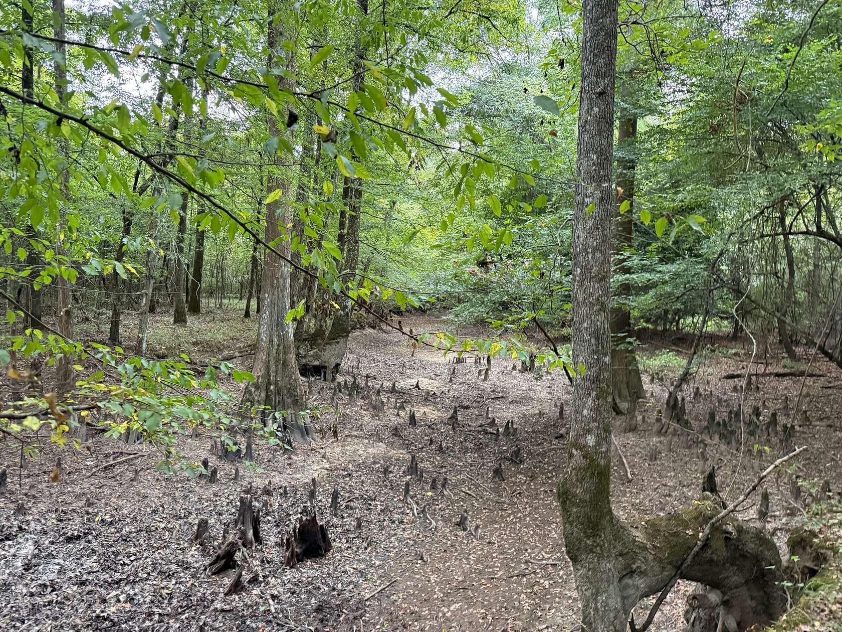 80 Acres of Recreational Land for Auction in Hampton, Arkansas