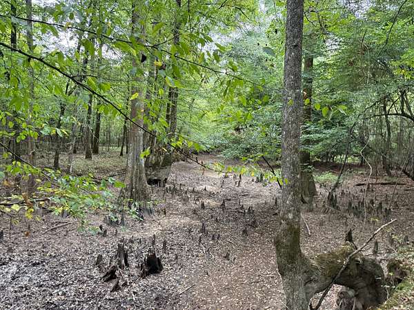 80 Acres of Recreational Land for Auction in Hampton, Arkansas