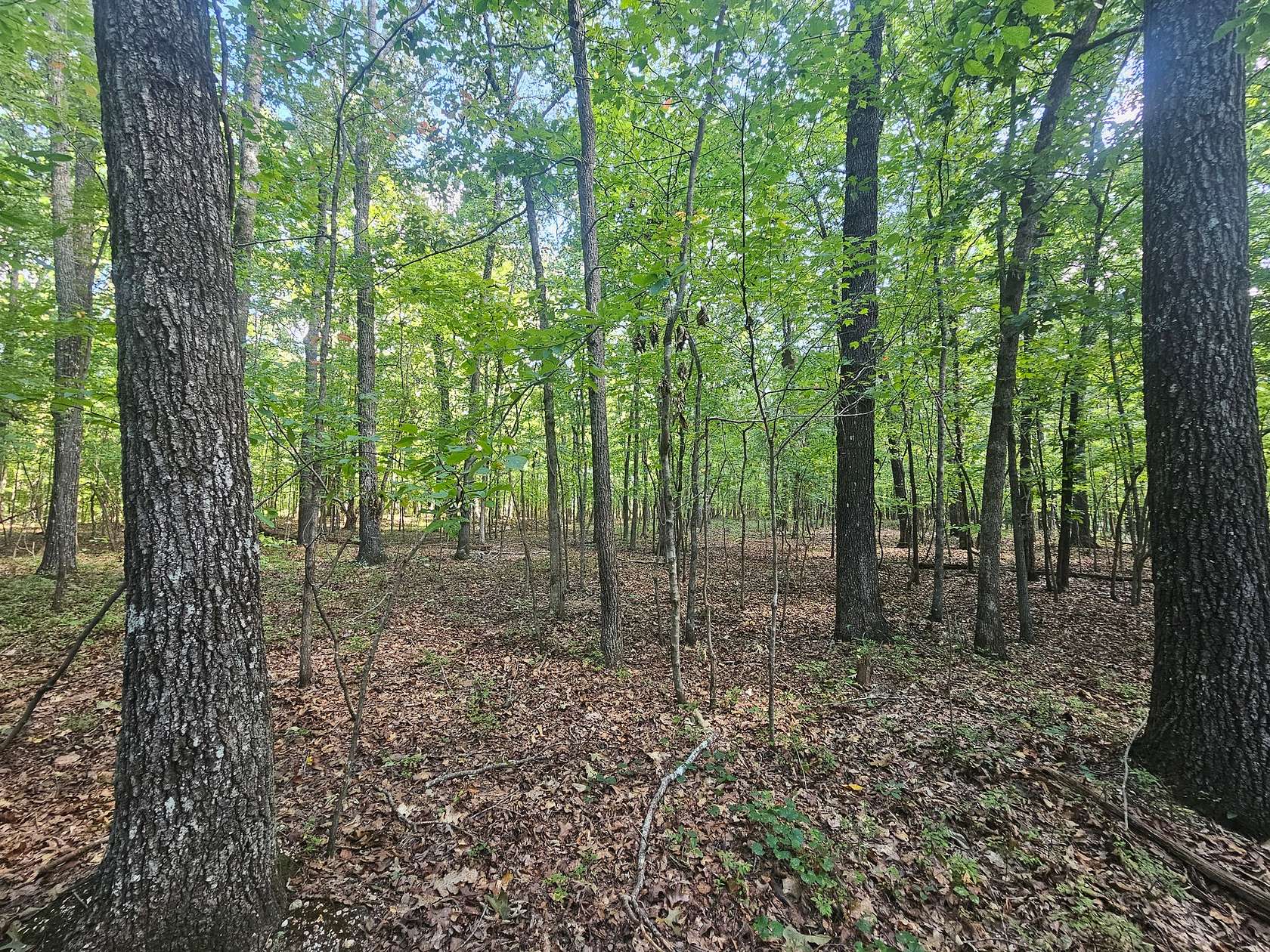 12 Acres of Recreational & Residential Land for Sale in Altoona, Alabama