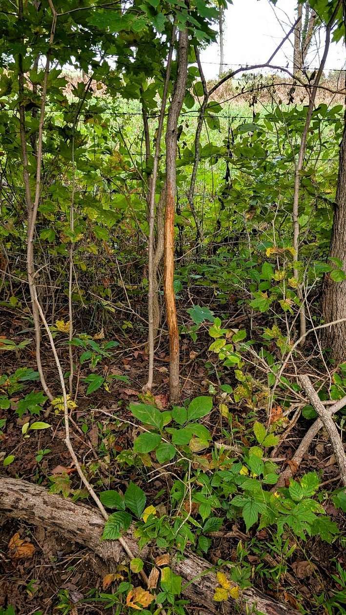 84 Acres of Recreational Land for Sale in South Salem, Ohio