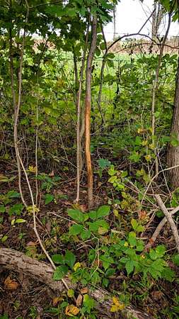 84 Acres of Recreational Land for Sale in South Salem, Ohio