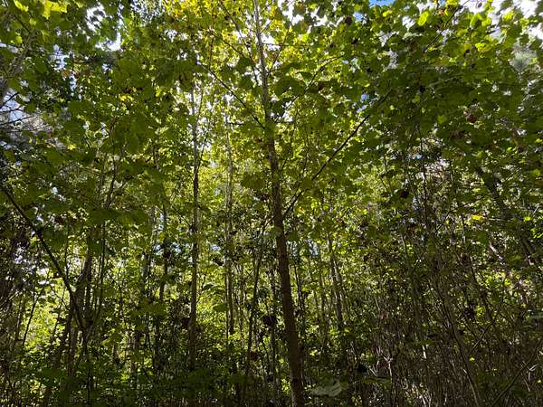 1 Acre of Residential Land for Sale in Yorktown, Virginia