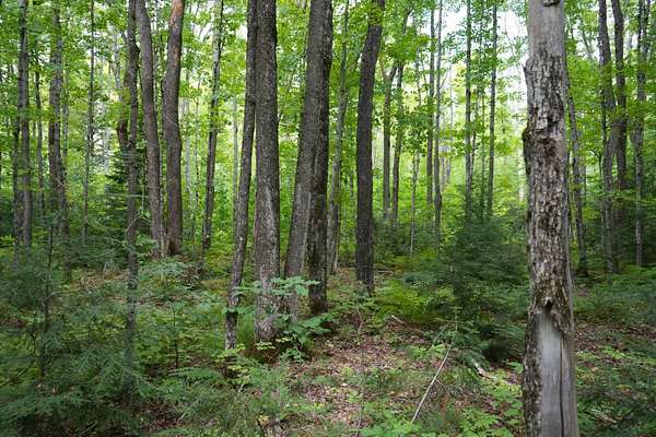 20 Acres of Recreational Land for Sale in Ironwood, Michigan