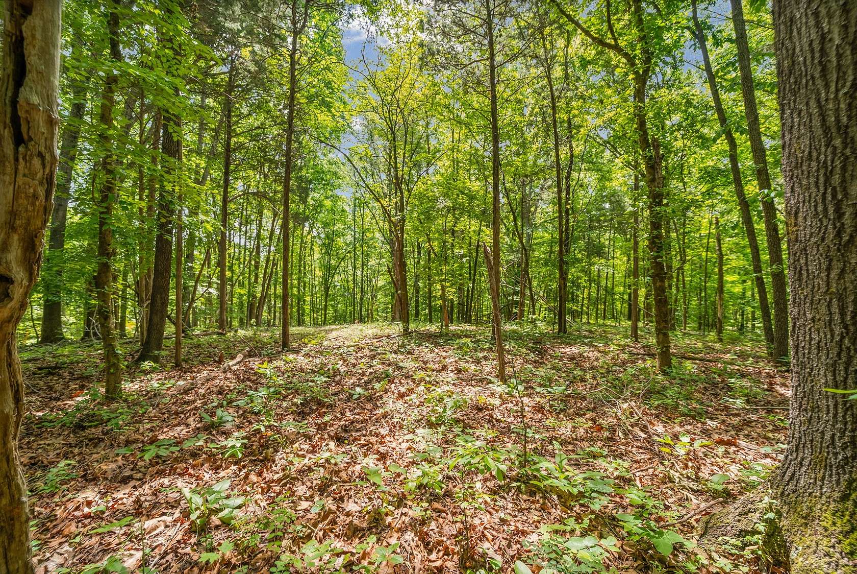 6.7 Acres of Residential Land for Sale in Palmyra, Tennessee